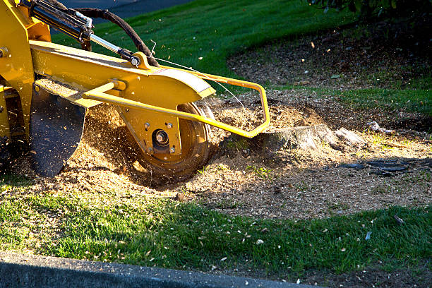 How Our Tree Care Process Works  in North Pole, AK